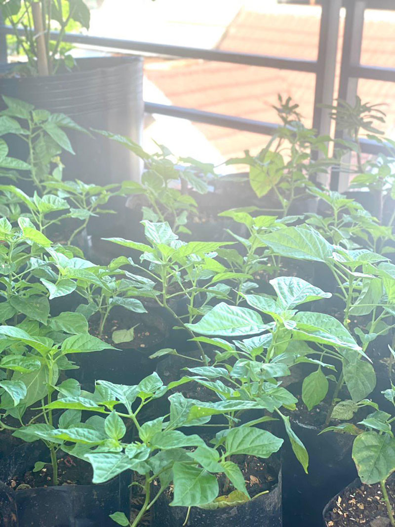 ớt hạt tiêu peru đắt nhất thế giới