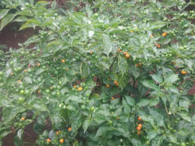 ớt hạt tiêu peru đắt nhất thế giới