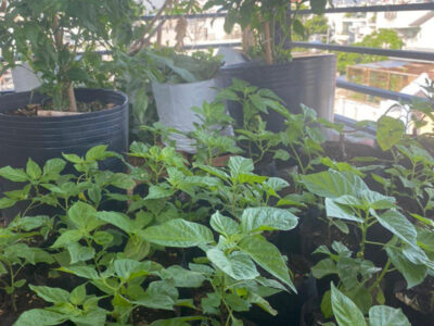 ớt hạt tiêu peru đắt nhất thế giới