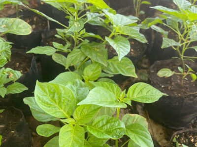 ớt hạt tiêu peru đắt nhất thế giới