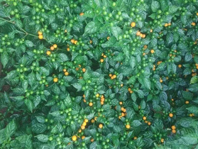 ớt hạt tiêu peru đắt nhất thế giới