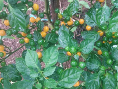 ớt hạt tiêu peru đắt nhất thế giới