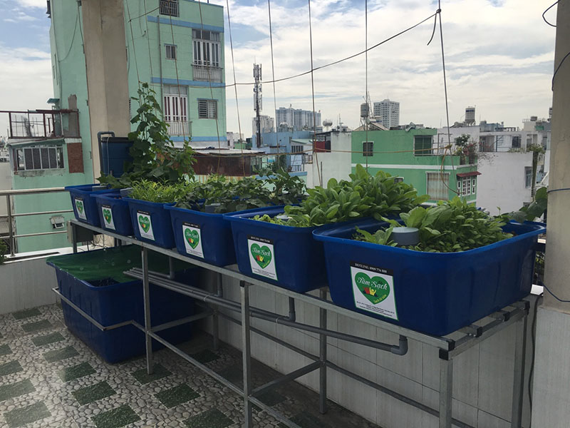 thiết kế vườn rau gia đình