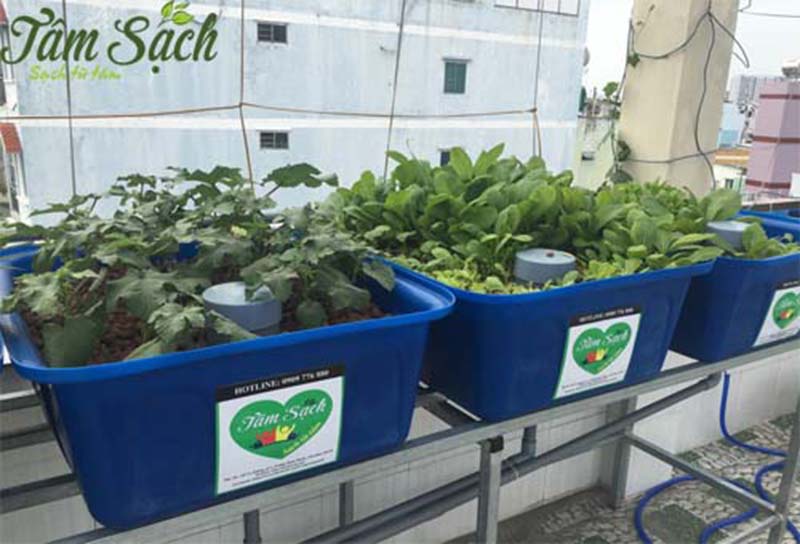 thiết kế vườn rau gia đình