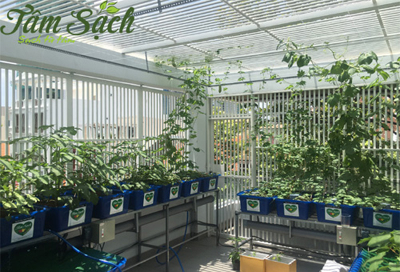 thiết kế vườn rau gia đình