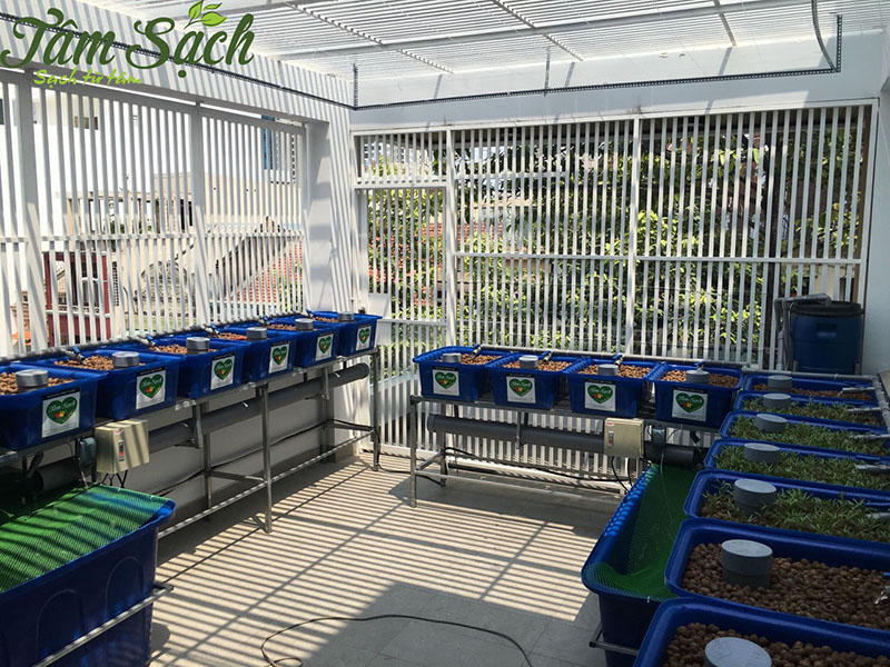 thiết kế vườn rau gia đình