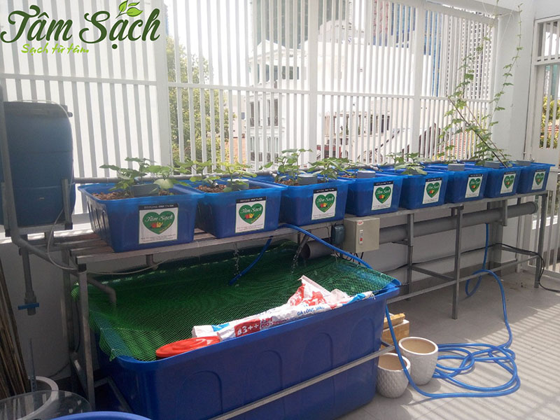 thiết kế vườn rau gia đình