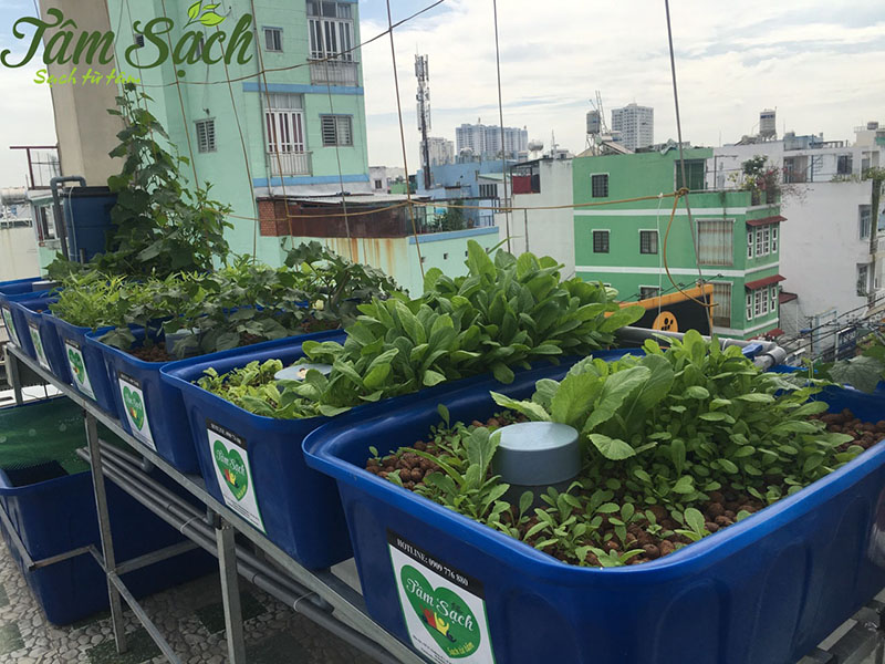 thiết kế vườn rau gia đình