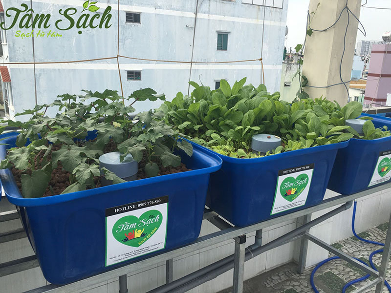 thiết kế vườn rau gia đình