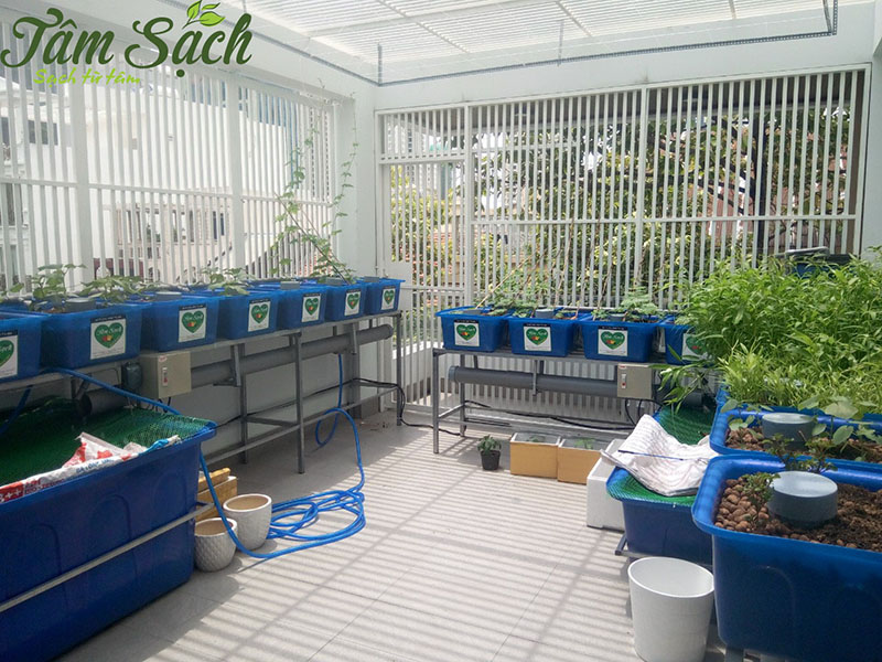 thiết kế vườn rau gia đình