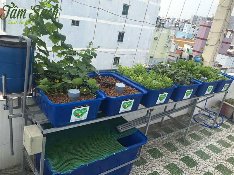 thiết kế vườn rau gia đình