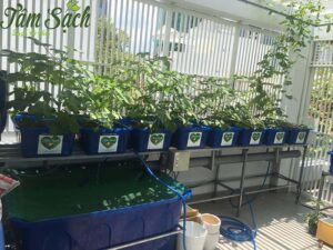 thiết kế vườn rau gia đình