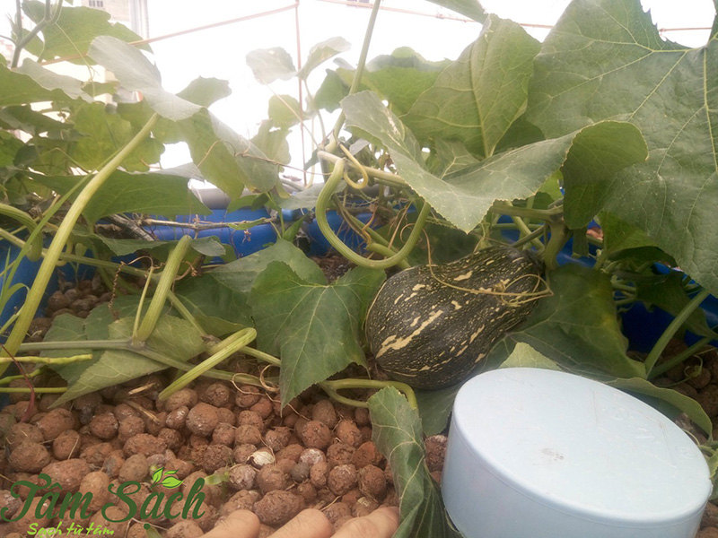 thiết kế vườn rau gia đình