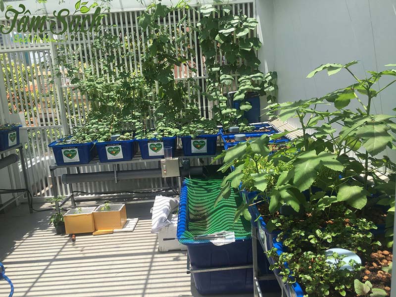 thiết kế vườn rau gia đình