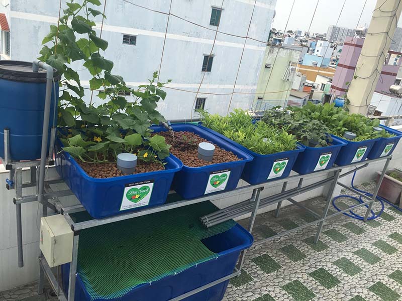 thiết kế vườn rau gia đình