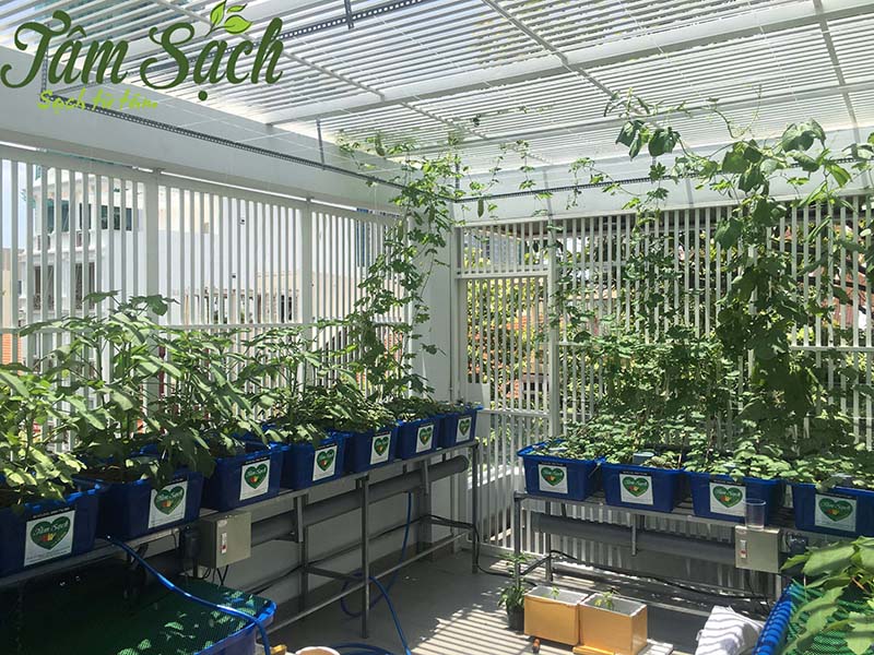 thiết kế vườn rau gia đình