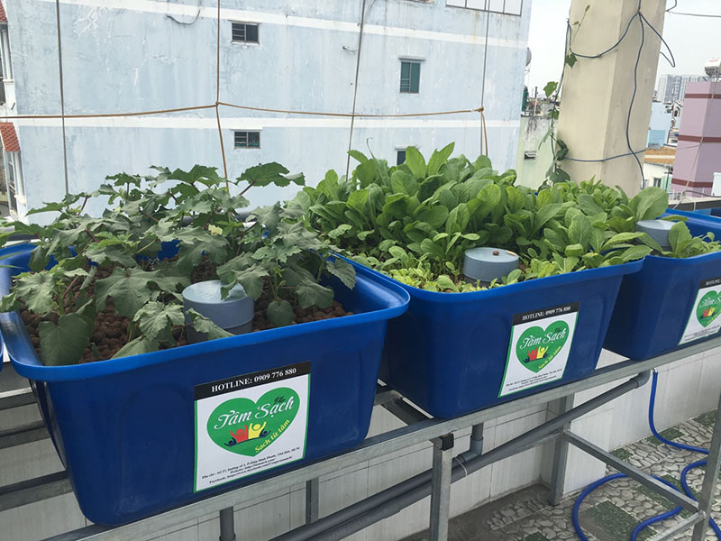 thiết kế vườn rau gia đình