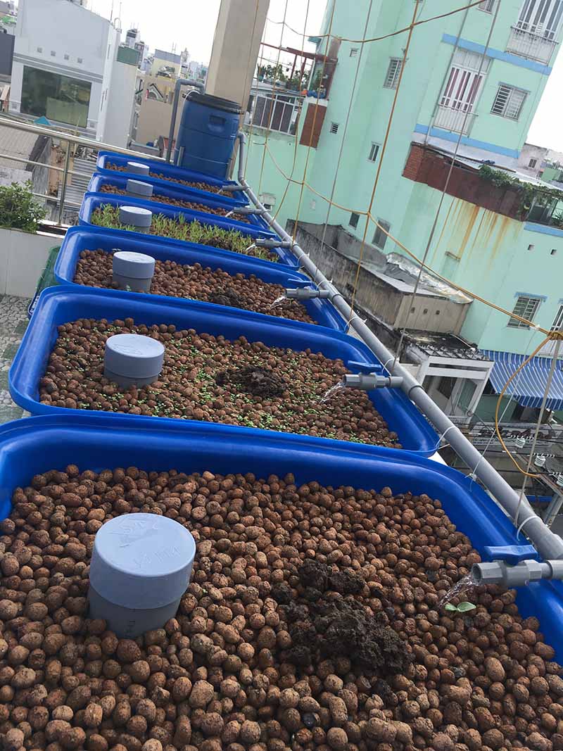 thiết kế vườn rau gia đình