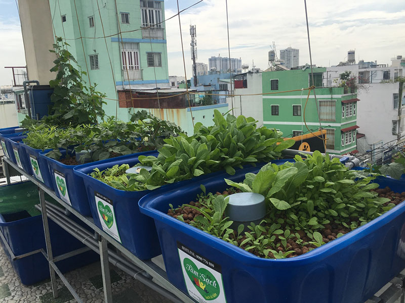 thiết kế vườn rau gia đình