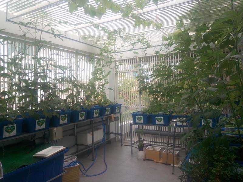 thiết kế vườn rau gia đình