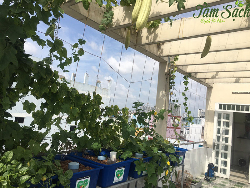 thiết kế vườn rau gia đình