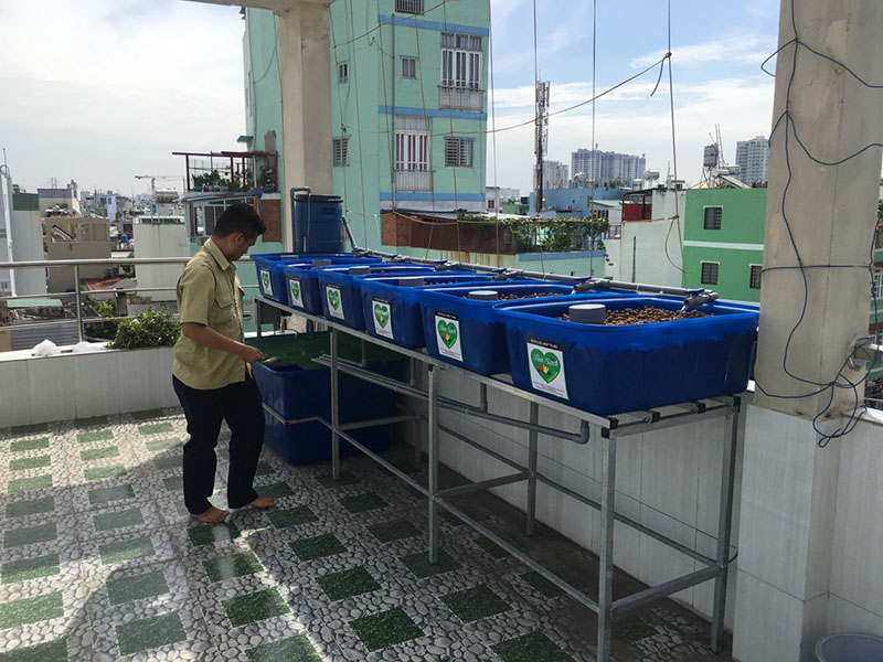 thiết kế vườn rau gia đình