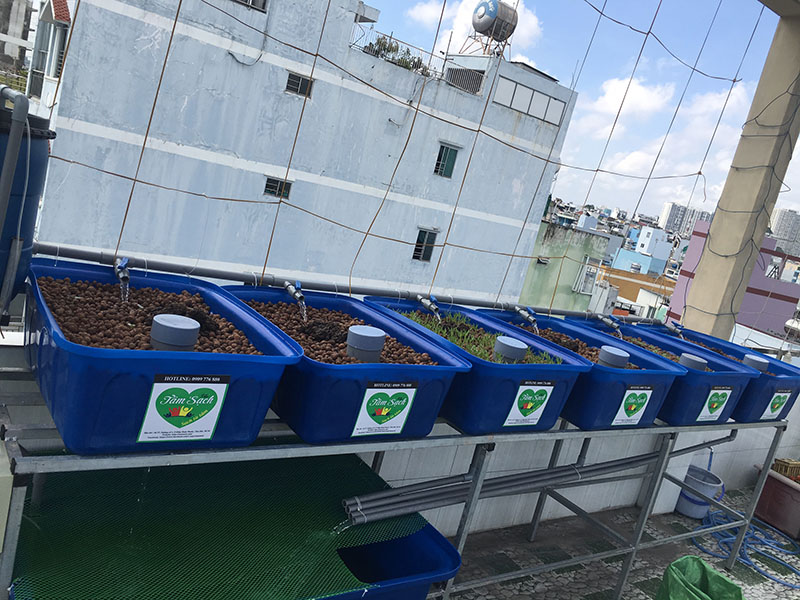 thiết kế vườn rau gia đình