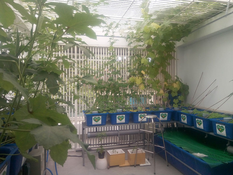 thiết kế vườn rau gia đình