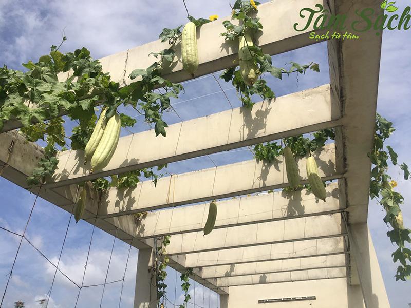 thiết kế vườn rau gia đình