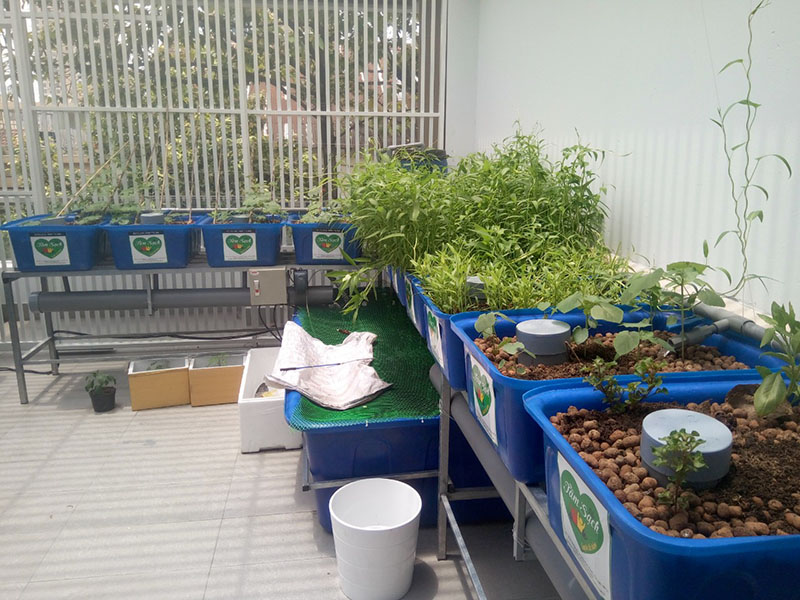 thiết kế vườn rau gia đình