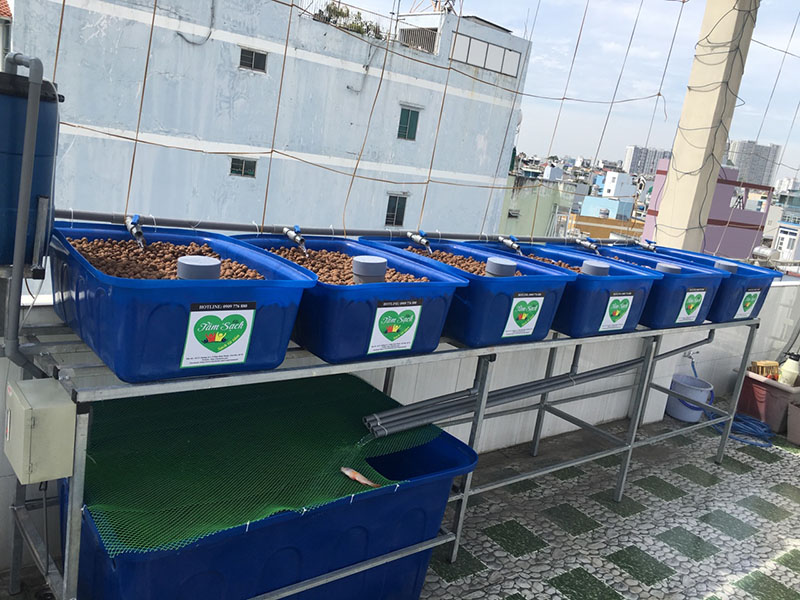 thiết kế vườn rau gia đình