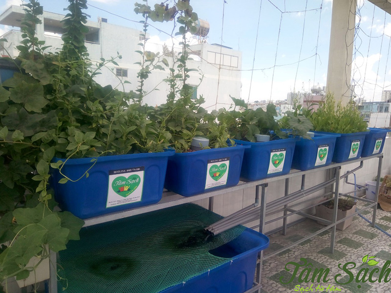 thiết kế vườn rau gia đình