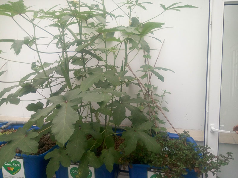 thiết kế vườn rau gia đình