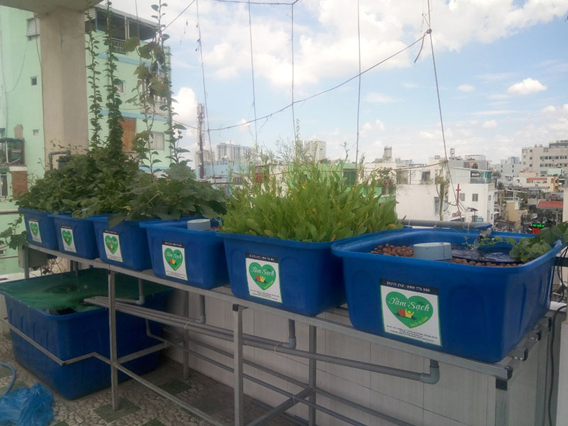 thiết kế vườn rau gia đình