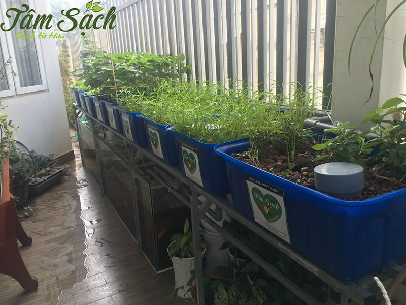 vừa trồng rau vừa nuôi cá