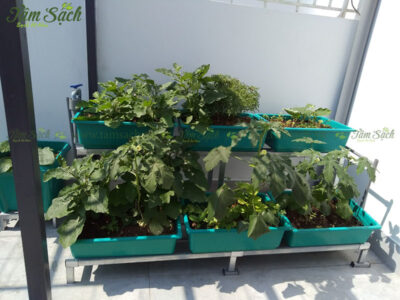 bộ 6 khay trồng rau thông minh