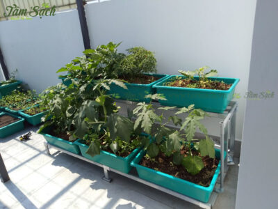 bộ 6 khay trồng rau thông minh