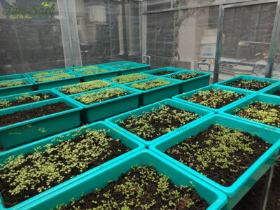 bộ 8 khay nhựa trồng rau lắp phẳng