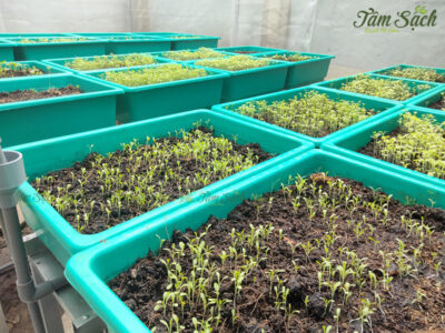 bộ 8 khay nhựa trồng rau lắp phẳng