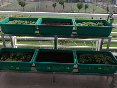 bộ khay nhựa trồng rau 6 khay