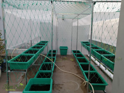 chậu vuông trong rau cây hoa