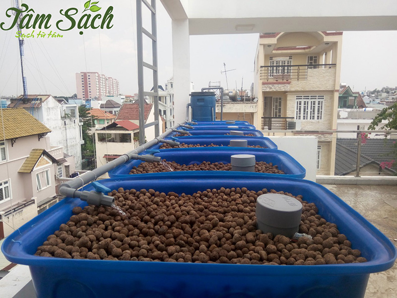 giàn trồng rau sạch tại nhà