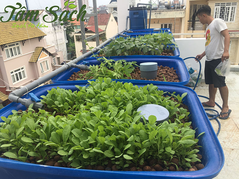 giàn trồng rau sạch tại nhà