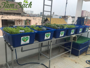 giàn trồng rau sạch tại nhà