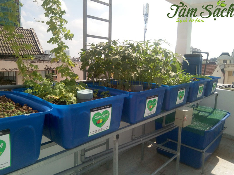 giàn trồng rau sạch tại nhà