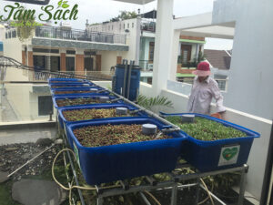hệ thống Aquaponics giá rẻ