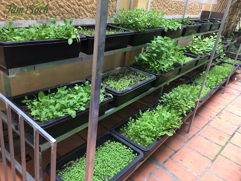 kệ trồng rau 3 tầng TPHCM
