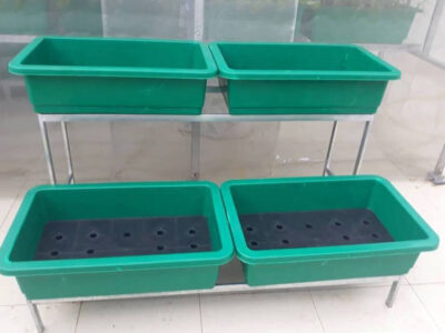 khay nhựa trồng rau sạch