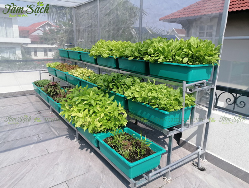 khay nhựa trồng rau thông minh tưới tự động