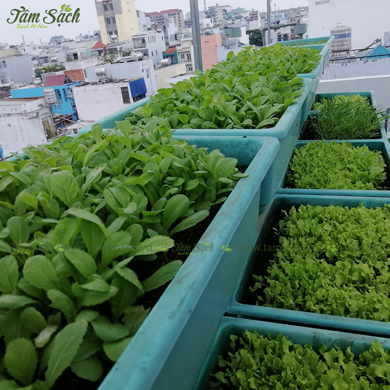 khay nhựa trồng rau thông minh tưới tự động